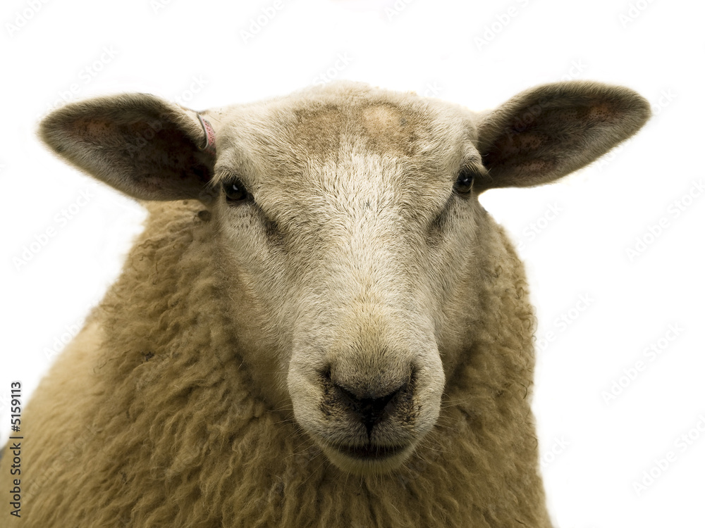 Sheep close-up Sheep close-up