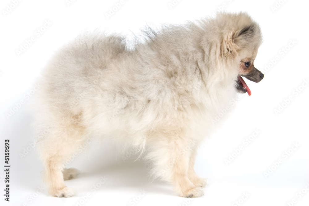 The puppy of the spitz-dog in studio The puppy of the spitz-dog in studio