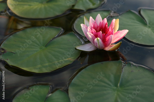 фотографія Waterlily