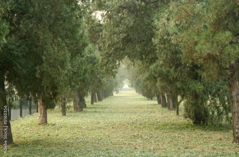 Road in the park