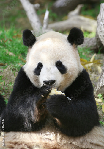 Cute Panda © chasingmoments