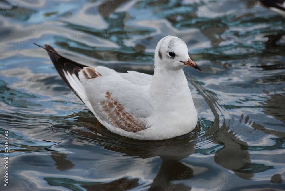 oiseau de mer oiseau de mer
