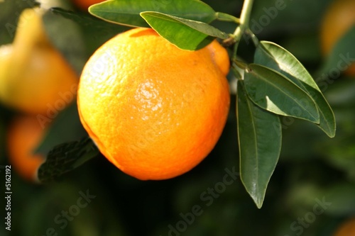 tangelo