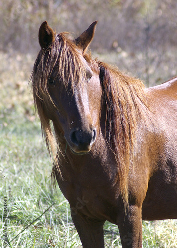 Obraz na plátně Beautiful Horse