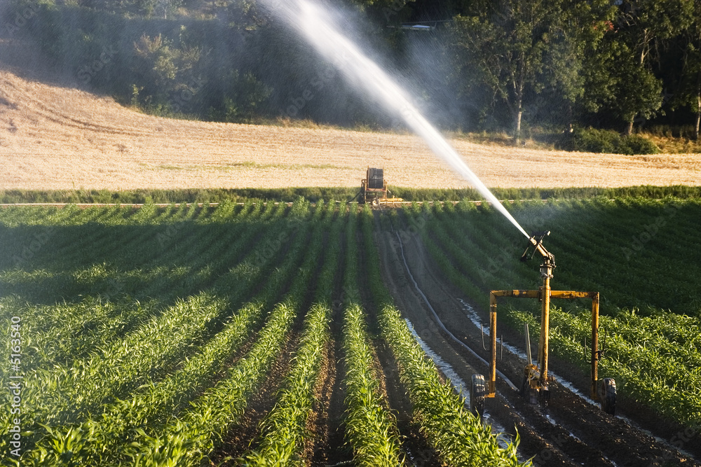 Obraz premium arrosage dans l'agriculture