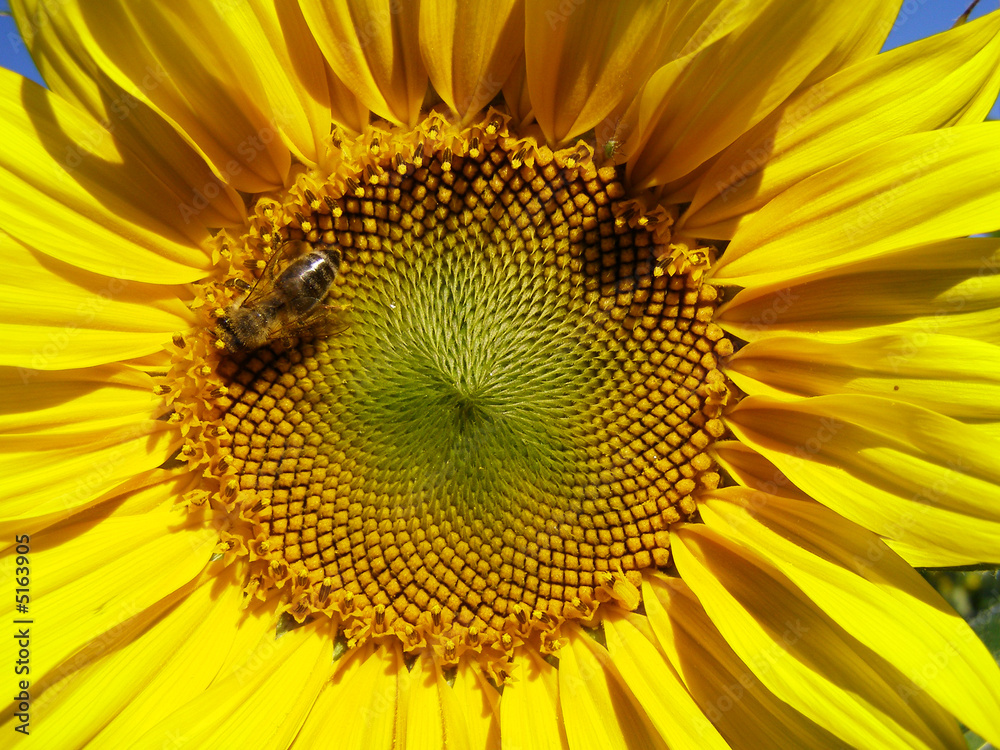 Sonnenblume Sonnenblume