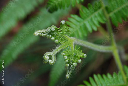 Obraz na płótnie Little Fern