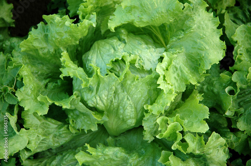 detail of a fresh lettuce