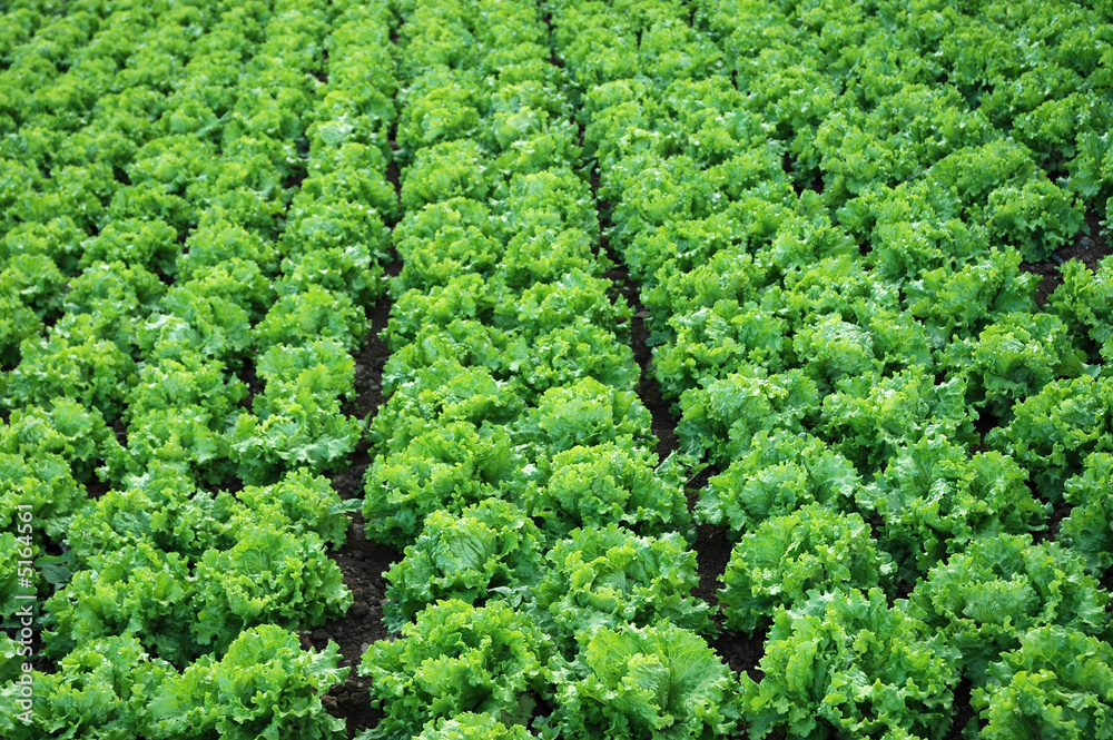 detail of a plantation of lettuces