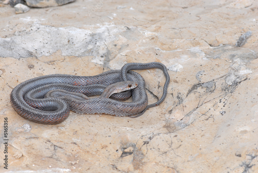Obraz premium Texas Snakes