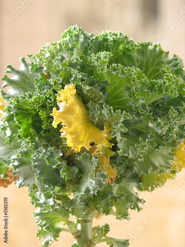 Green cabbage - 2