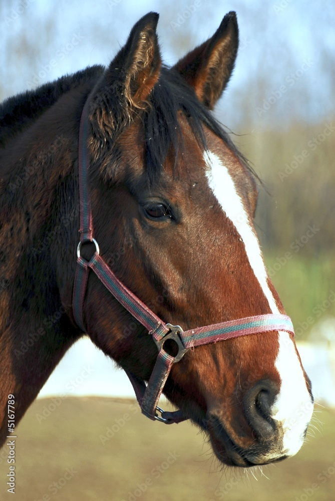 Fototapeta premium horse chéval