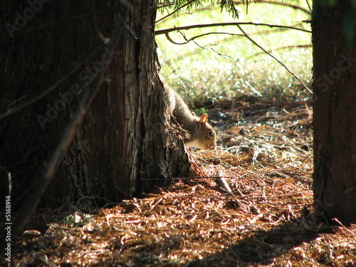 Squirrel and the Tree