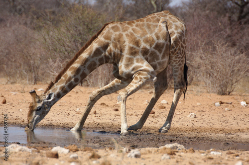 Trinkende Giraffe