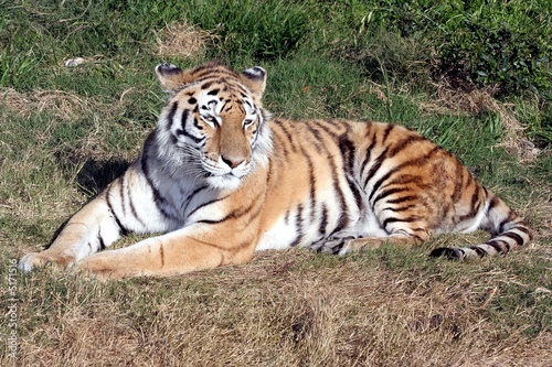 Siberian Tiger