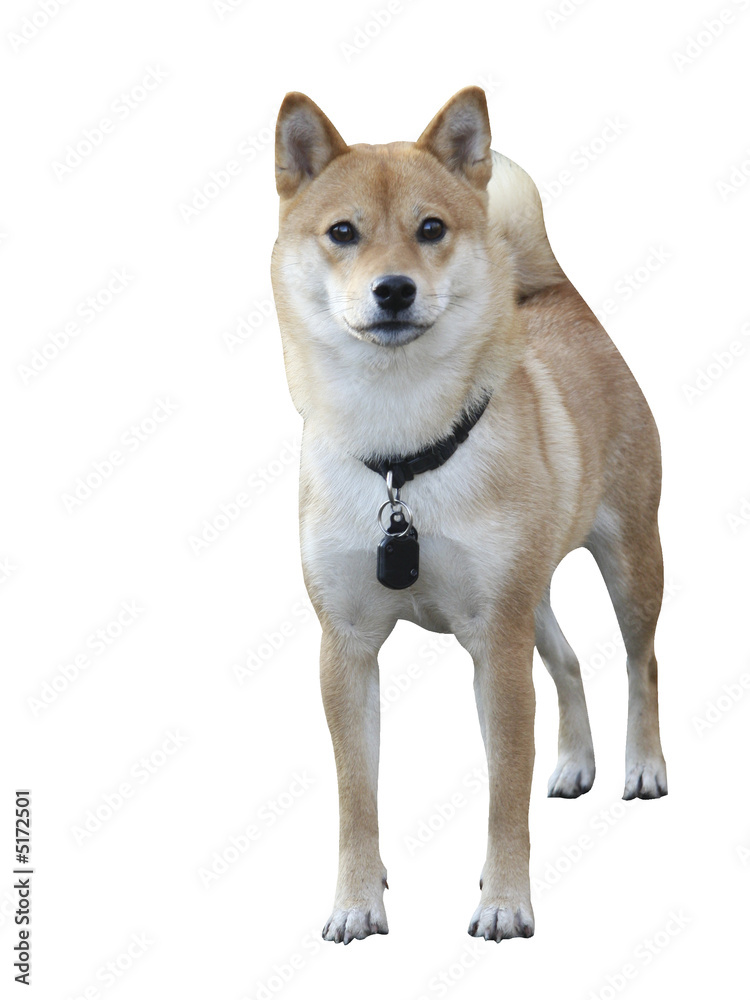 typical rare dog breed Shiba Inu specimen with clipping path 