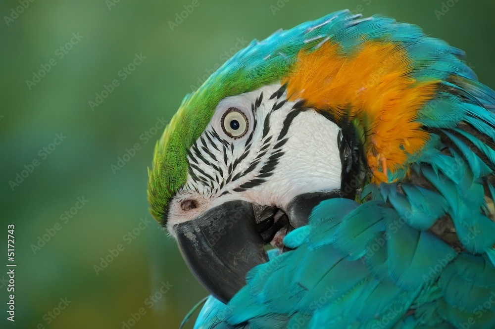 Fototapeta premium Parrot from the back
