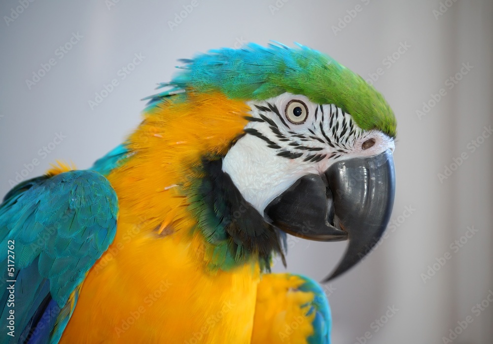 Obraz premium Parrot journalist
