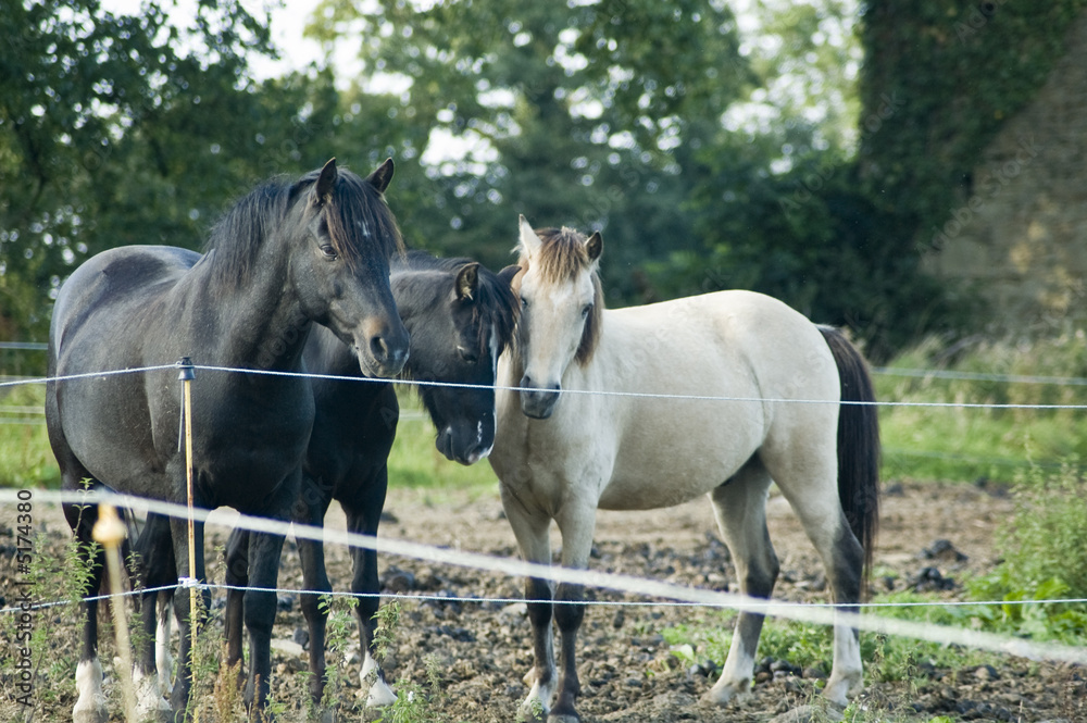 Fototapeta premium trois chevaux