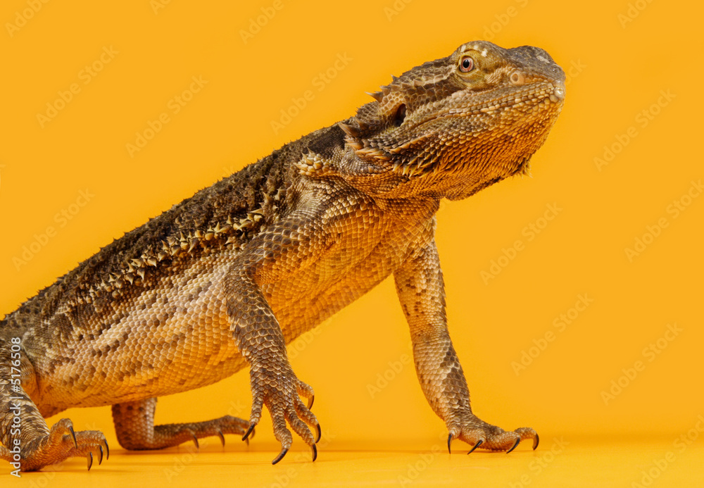 Obraz premium bearded dragon
