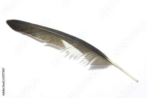 Feather with white background 4