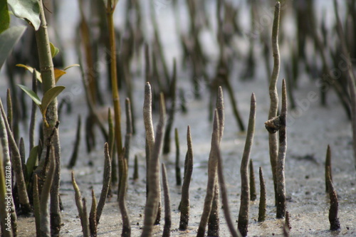 Photography mangrove roots