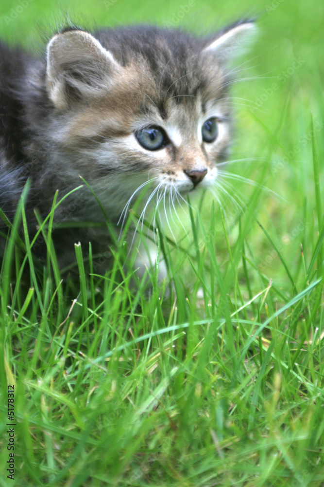 Sight of a lovely kitten at a background of a green grass
