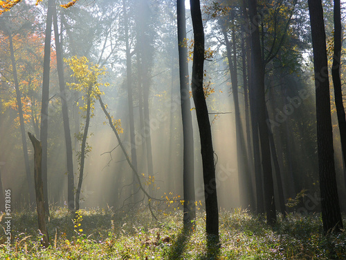 forest