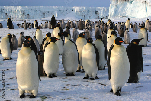 Colonie de manchots empereurs à Cap Washington (Antarctique)