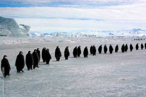 Longue marche des Empereurs  (Antarctique)