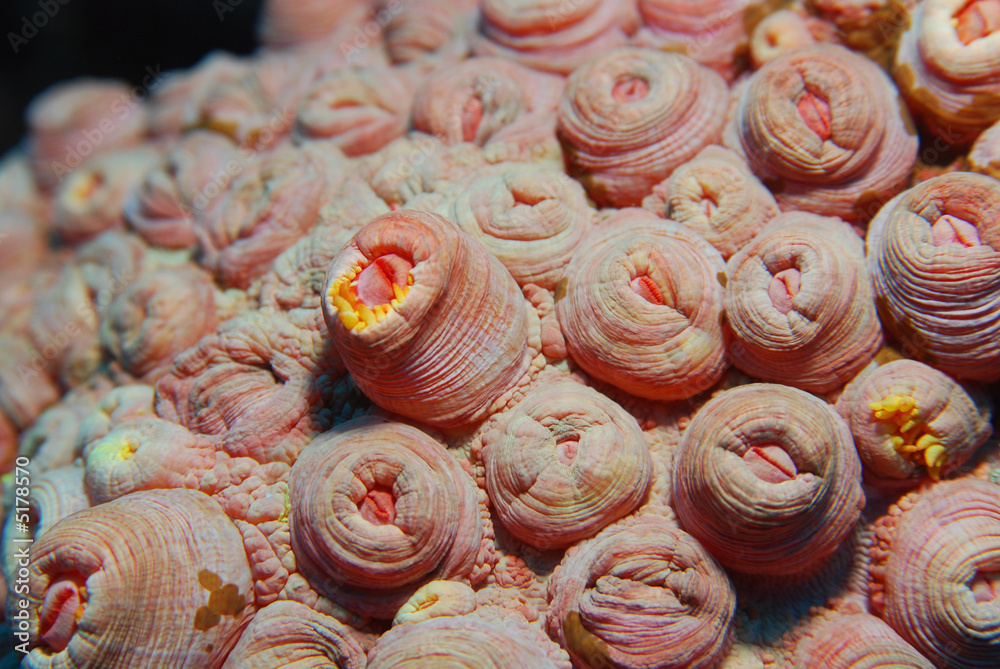 geschlossene Krustenanemonen StockFoto Adobe Stock