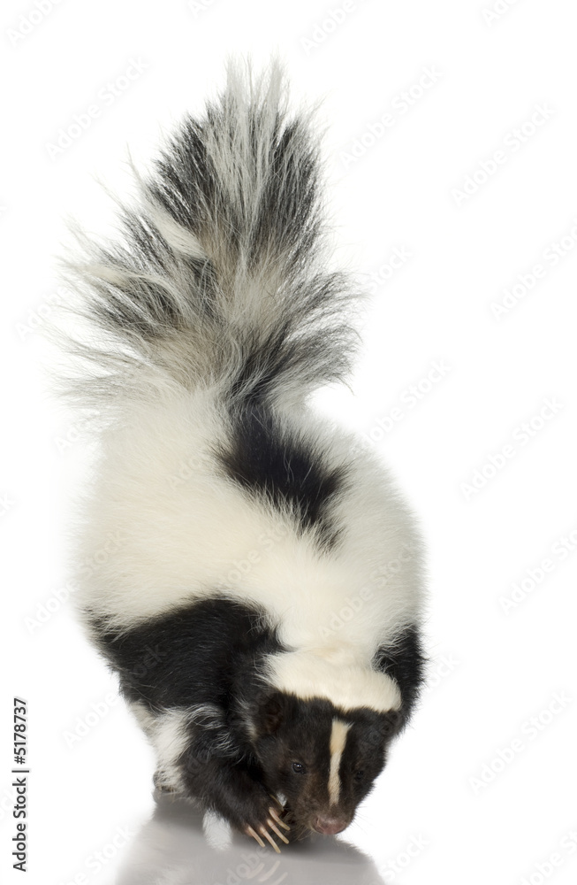 Naklejka premium Striped Skunk - Mephitis mephitis