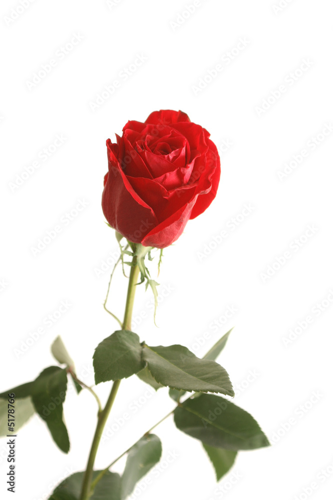 One red rose on a white background One red rose on a white background