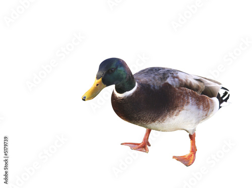mallard drake isolated with  clipping path