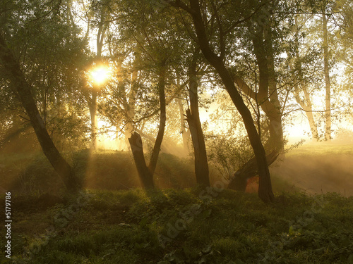 forest