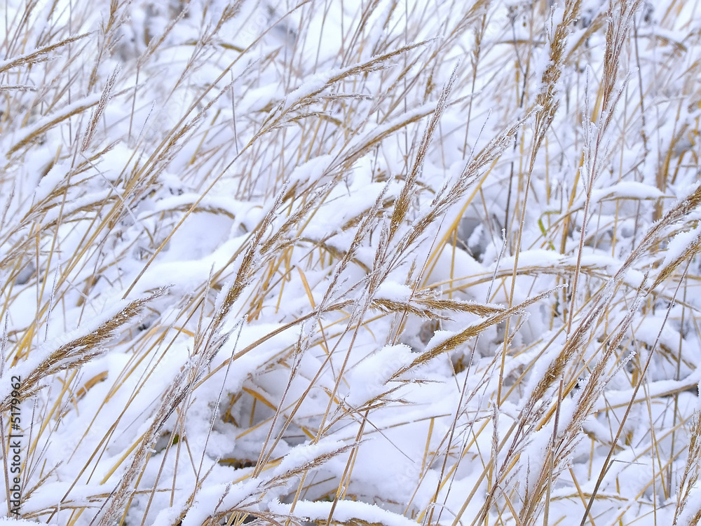 Fototapeta premium winter 3