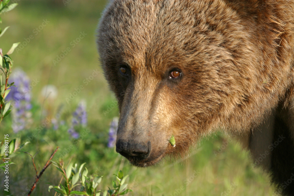 Fototapeta premium OURS GRIZZLY