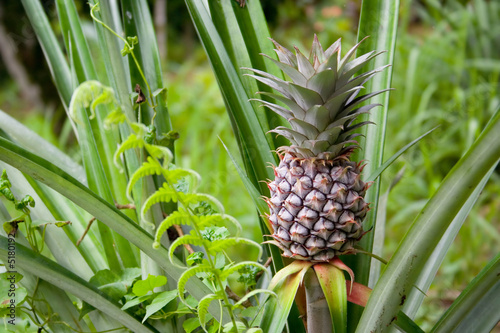 Pineapple Growing In The Wild