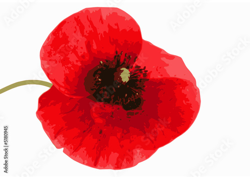 simple coquelicot