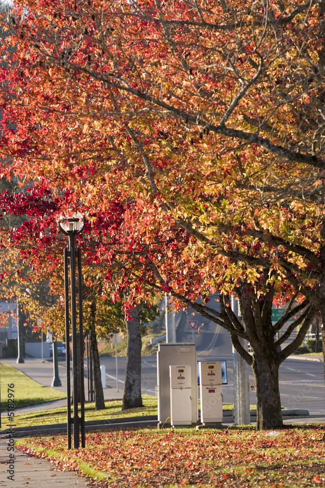 Naklejka premium Glorious autumn colors in a city park