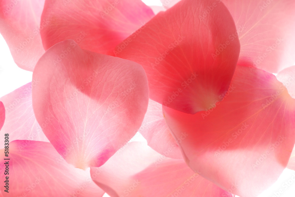 Fototapeta premium rose petals
