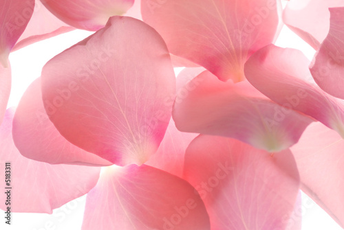Fototapeta Naklejka Na Ścianę i Meble -  pink rose petals