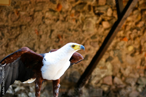 Adler
