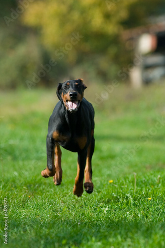 Dobermann 