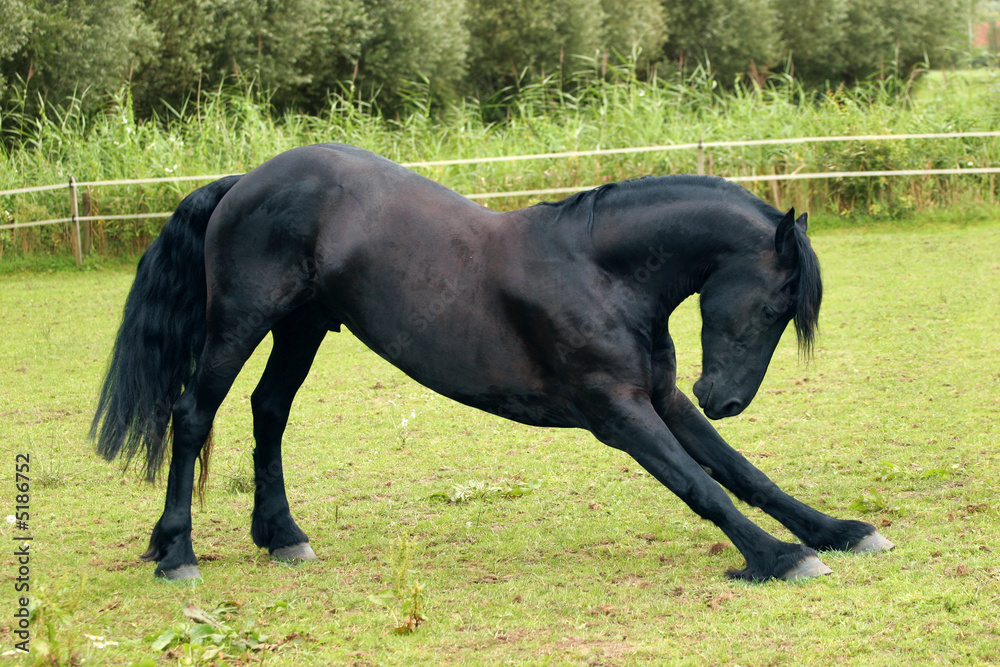 Bowing friesian horse Bowing friesian horse
