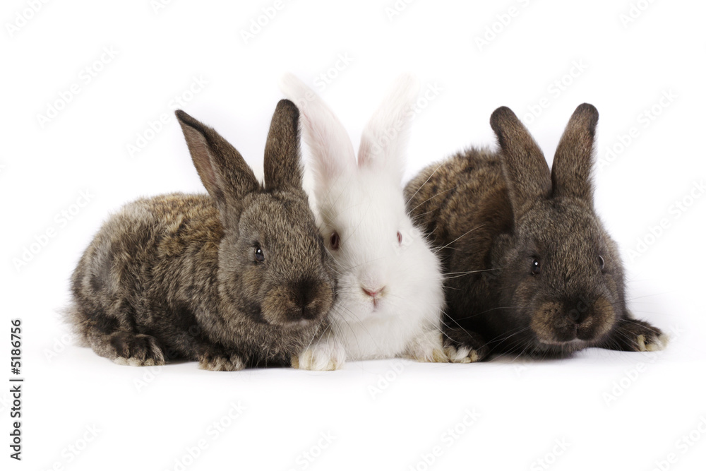 Obraz premium Rabbit