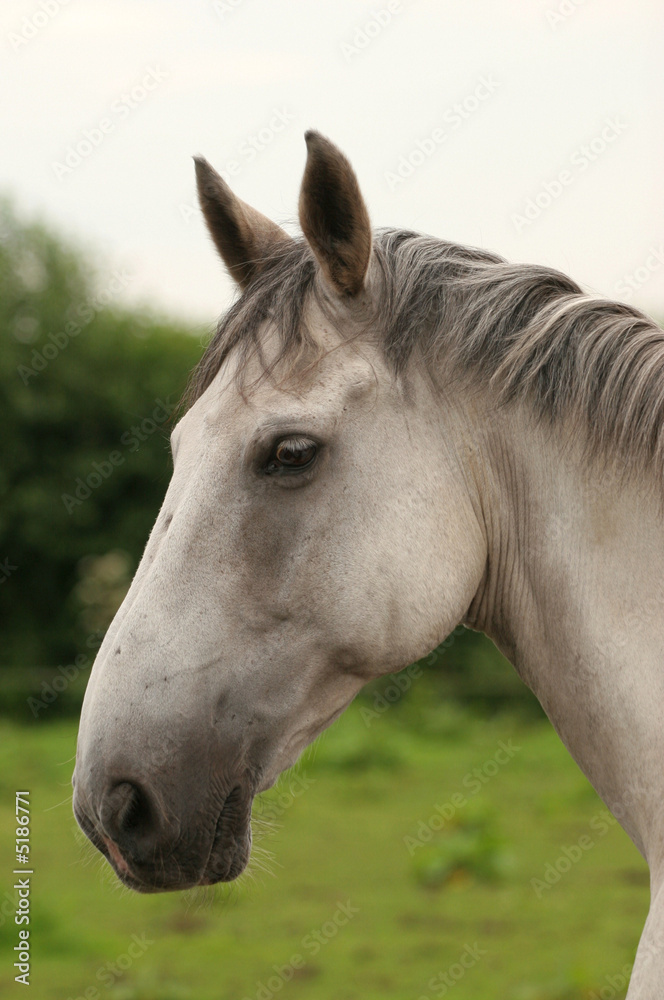 Fototapeta premium White horse