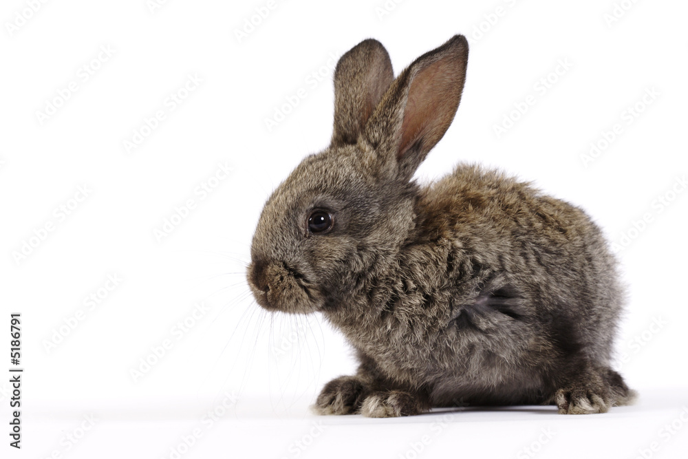 Obraz premium Rabbit