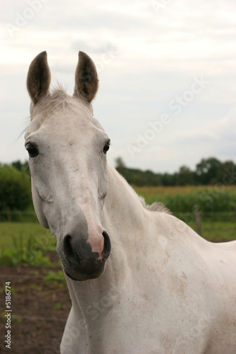 Curious grey horse