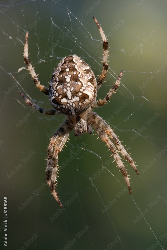 Spider Spider
